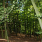 Wald