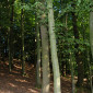 Streitheim - Wald